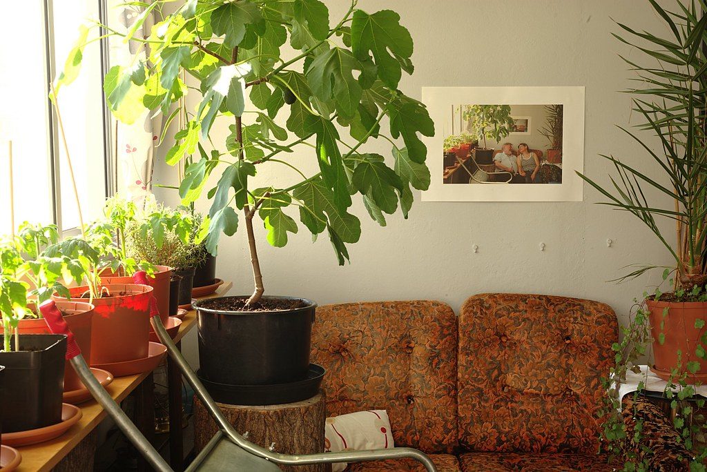 Растения в интерьере